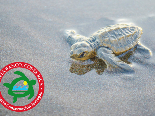 Costa-Rica_pavones-punta-banco_Sea-Turtles