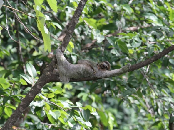 pavones-yoga-center-sloth