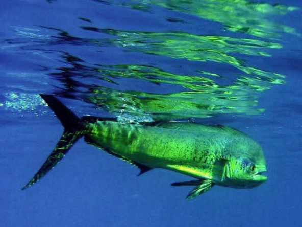 dorado-mahi-mahi-costa-rica