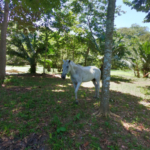 arena-alta-titled-lots-for-sale-playa-zancudo