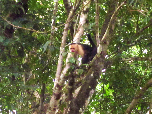 playa-zancudo-monkey