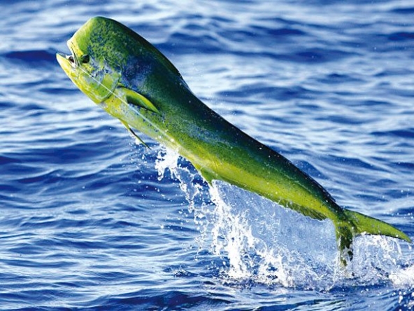 dorado-mahi-fishing-costa-rica