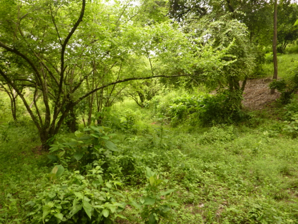 ballena-farm-uvita-costa-rica