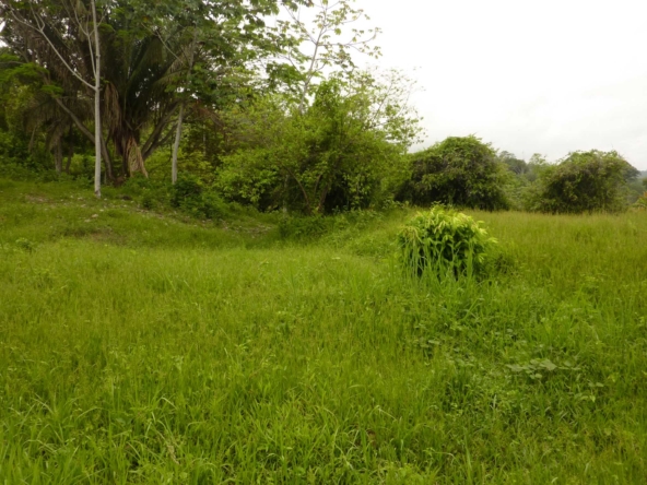 ballena-farm-uvita-costa-rica