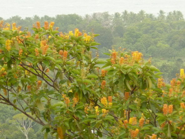 ballena-farm-uvita-costa-rica