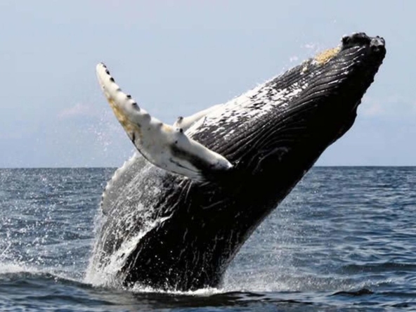 ballena-farm-uvita-costa-rica