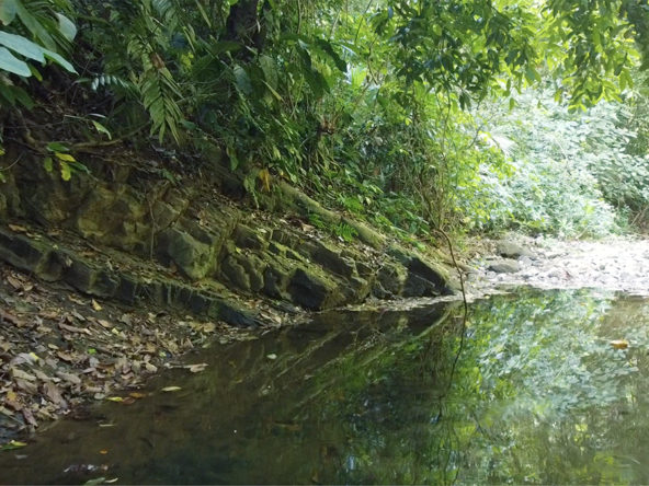 cuervito-pavones-finca-dulce-pure-water