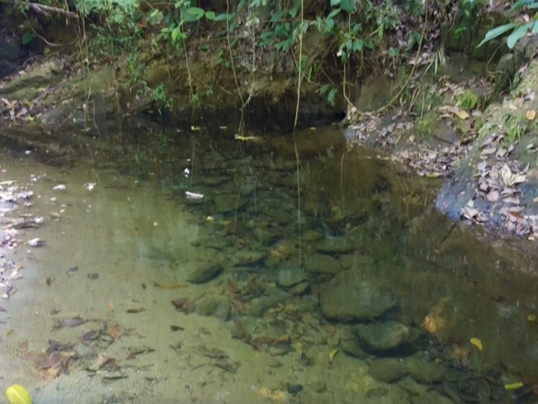 cuervito-pavones-finca-dulce-pure-water