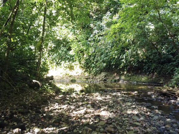 cuervito-pavones-finca-dulce-pure-water