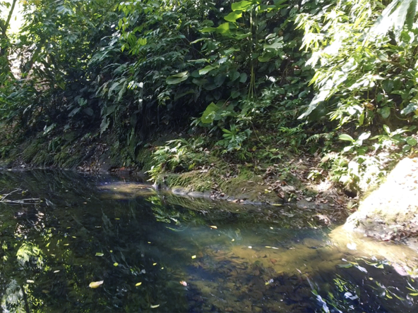 cuervito-pavones-finca-dulce-pure-water