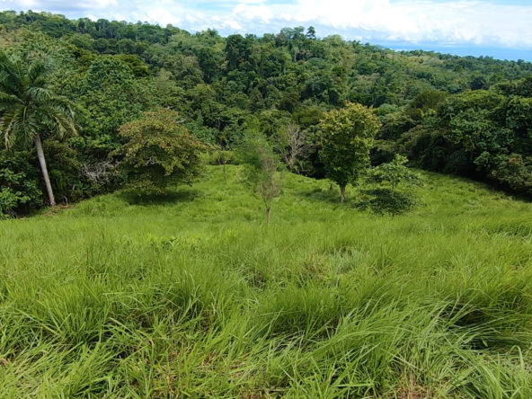 vista-dulce-finca-norte-20-acres-pavones-cuervito