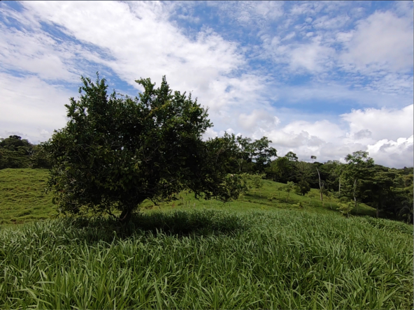 vista-dulce-cuervito-pavones-20-acre-finca