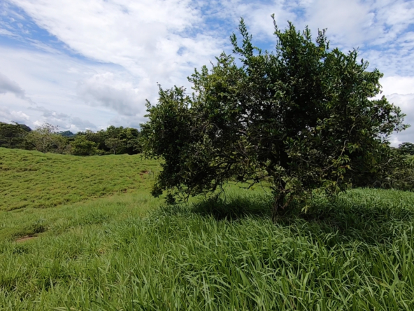vista-dulce-cuervito-pavones