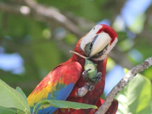 coconut-shakk-pavones-costa-rica