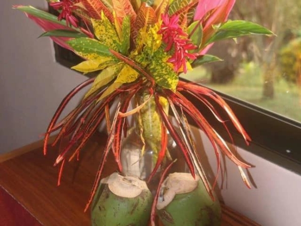coconut-shakk-pavones-costa-rica