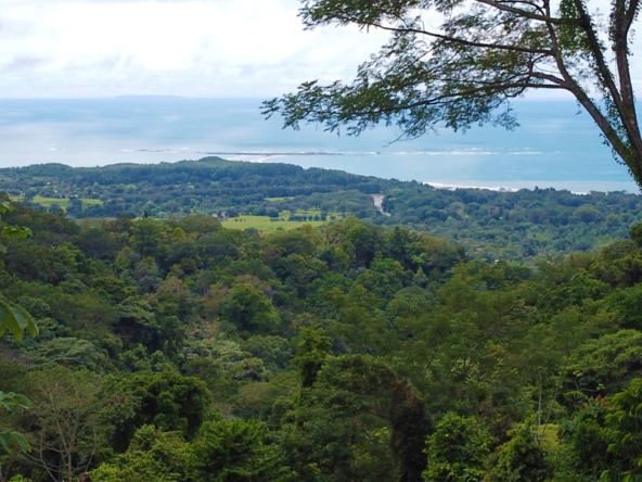 2-br-whales-tail-view