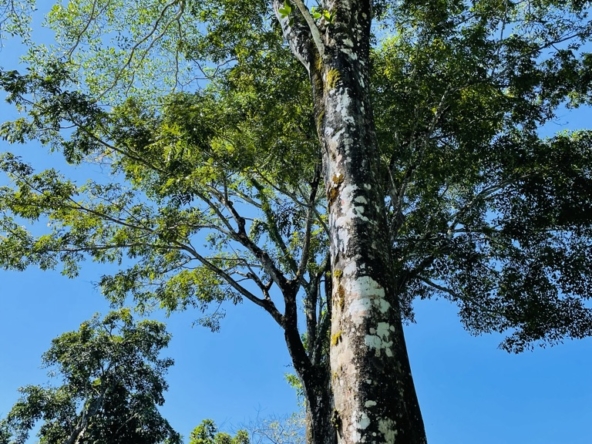 Casa-Santa-Clara-Pavones-Costa-Rica