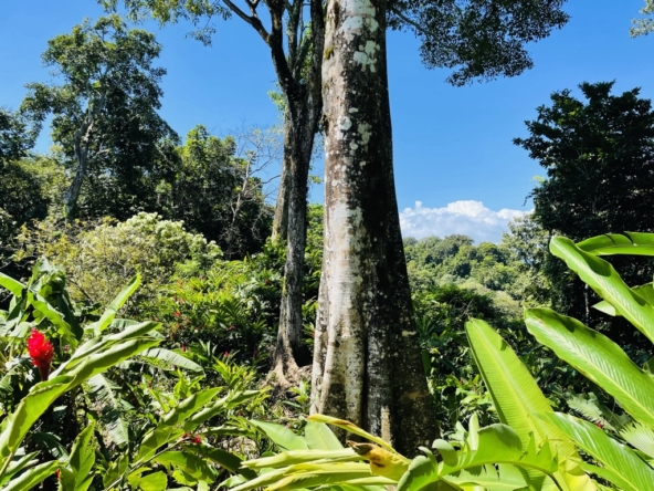 Casa-Santa-Clara-Pavones-Costa-Rica