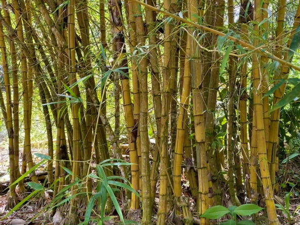 finca-rio-coto-golfito-costa-rica