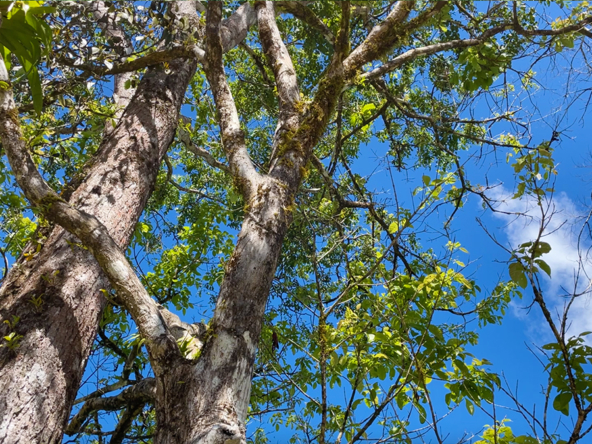 finca-rio-coto-golfito-costa-rica