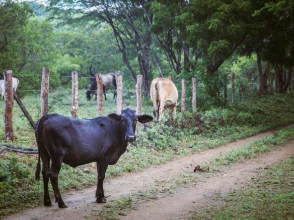 yoga-retreat-for-rent-nicaragua-4