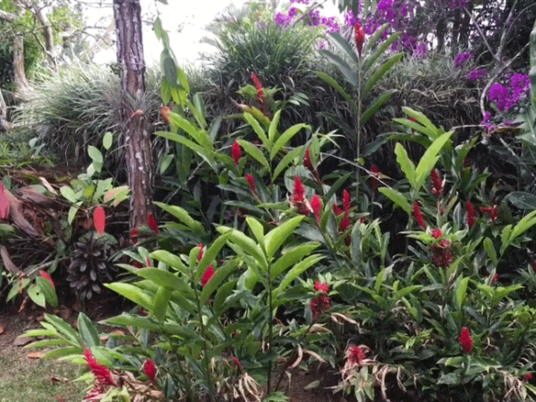 san-vito-garden-estate-costa-rica