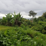 cuervito-pavones-lot-for-sale