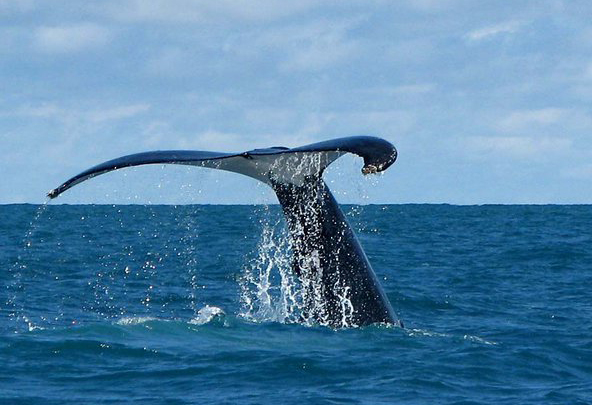 playa-zancudo-whales-tail