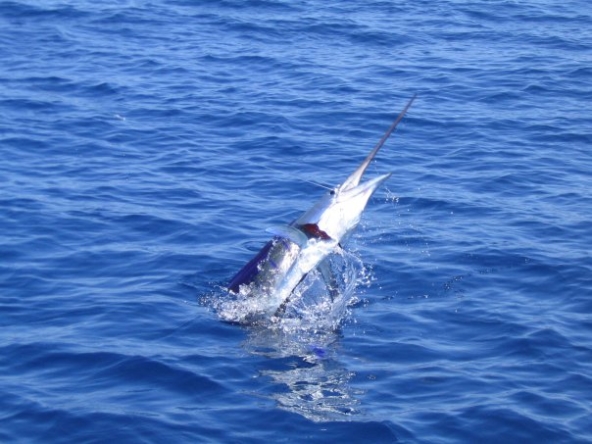 captain-peter-feeley-marlin-playa-zancudo-fishing