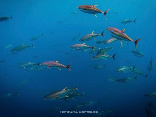 tuna-fishing-pacific-international-surf-properties