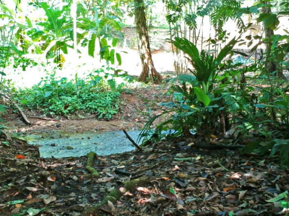 pavones-2-hectares-with-creek