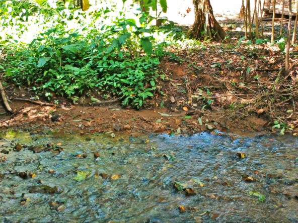 pavones-2-hectares-with-creek