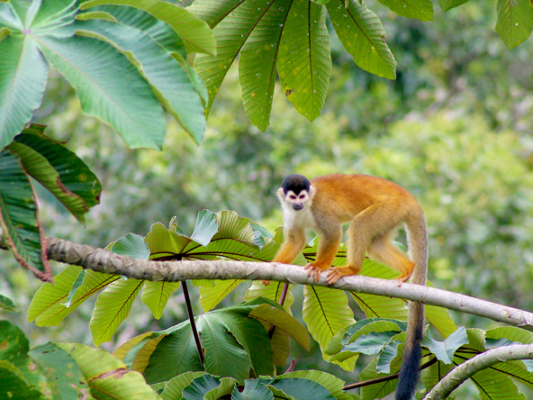 pavones-cabinas-monkey