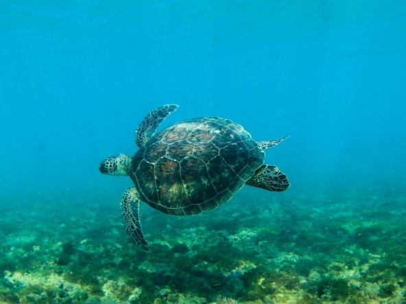rincon-surf-club-puerto-rico