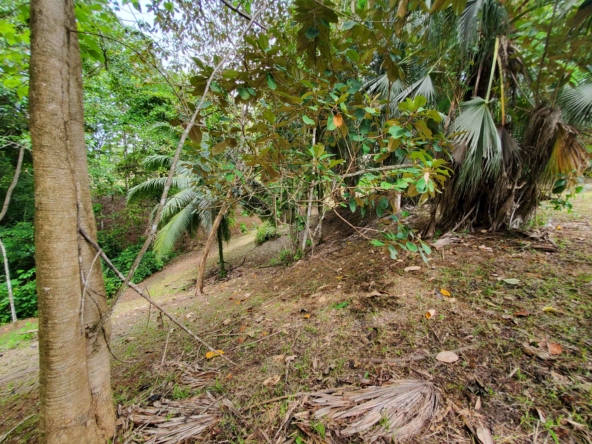 agua-buena-de-pavones-lot-for-sale