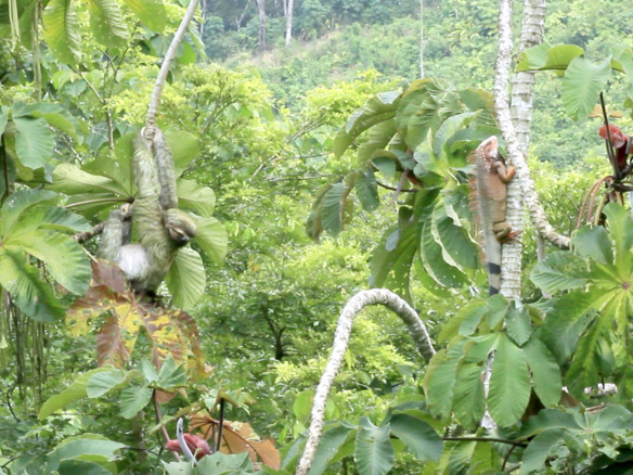 pavones-sloth-iguana