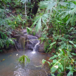 lush_property_above_pavones