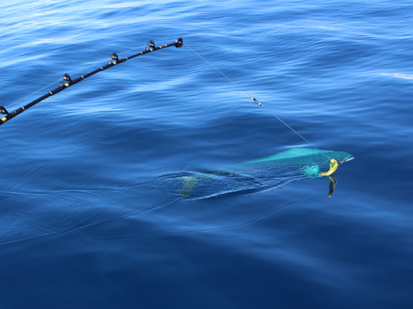 pavones-fishing-dorado