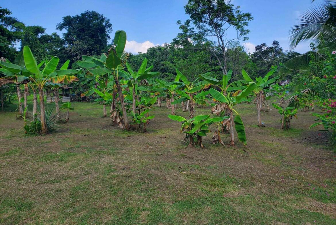 paraiso-mangle-1.24-acres-with-house-walk-to-beach