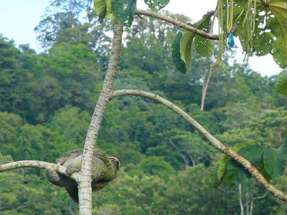 House-and-Pool-With-Ocean-View-pavones-sloth-bluebird
