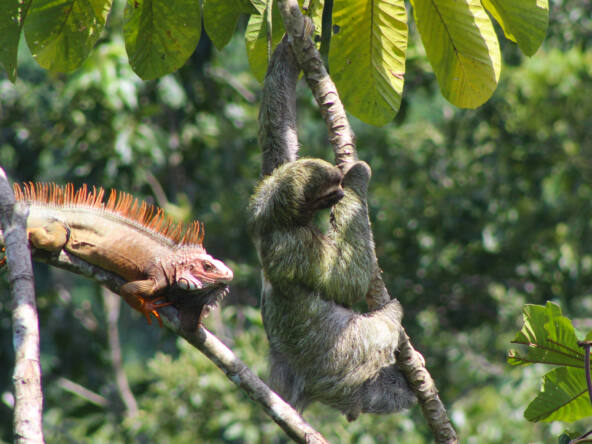 House-and-Pool-With-Ocean-View-pavones-sloth-iguana