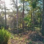 punta-banco-pavone-titled-lots-for-sale