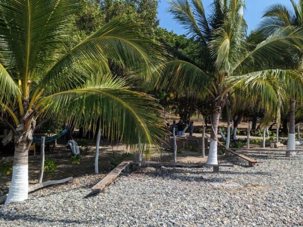 2_Beach_Front_Saldita_Lots_for_Sale_Beach_View_Trees_1