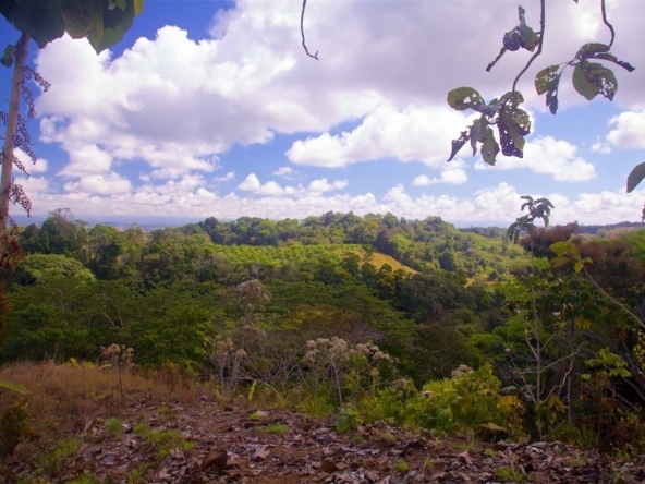 15-acres-pavones-with-expansive-ocean-views