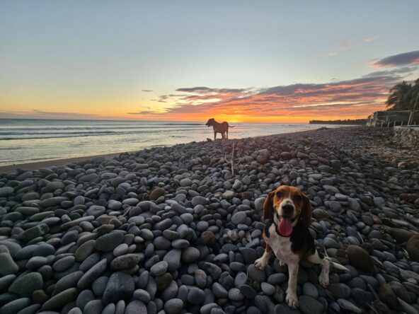 PLAYA_CONCHALIO_Beach_dogs_El_Salvador_Hotel_For_Sale