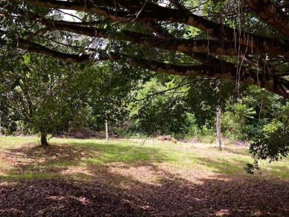 hidden-refuge-above-pavones-7.7-beautiful-acres