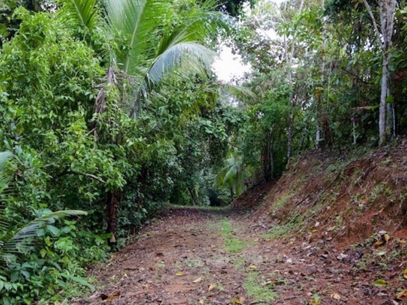 hidden-refuge-above-pavones-7.7-beautiful-acres