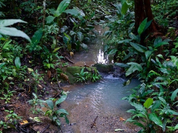 hidden-refuge-above-pavones-7.7-beautiful-acres