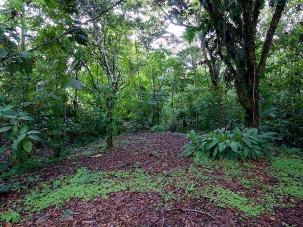 hidden-refuge-above-pavones-7.7-beautiful-acres