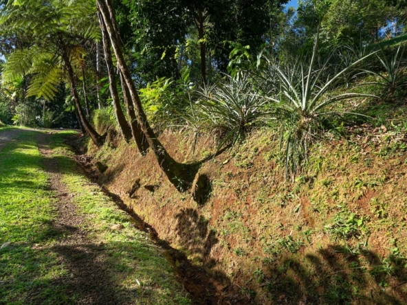 luxurious-eco-resort-dominical